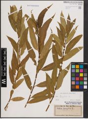 Foto von Salix fragilis L.